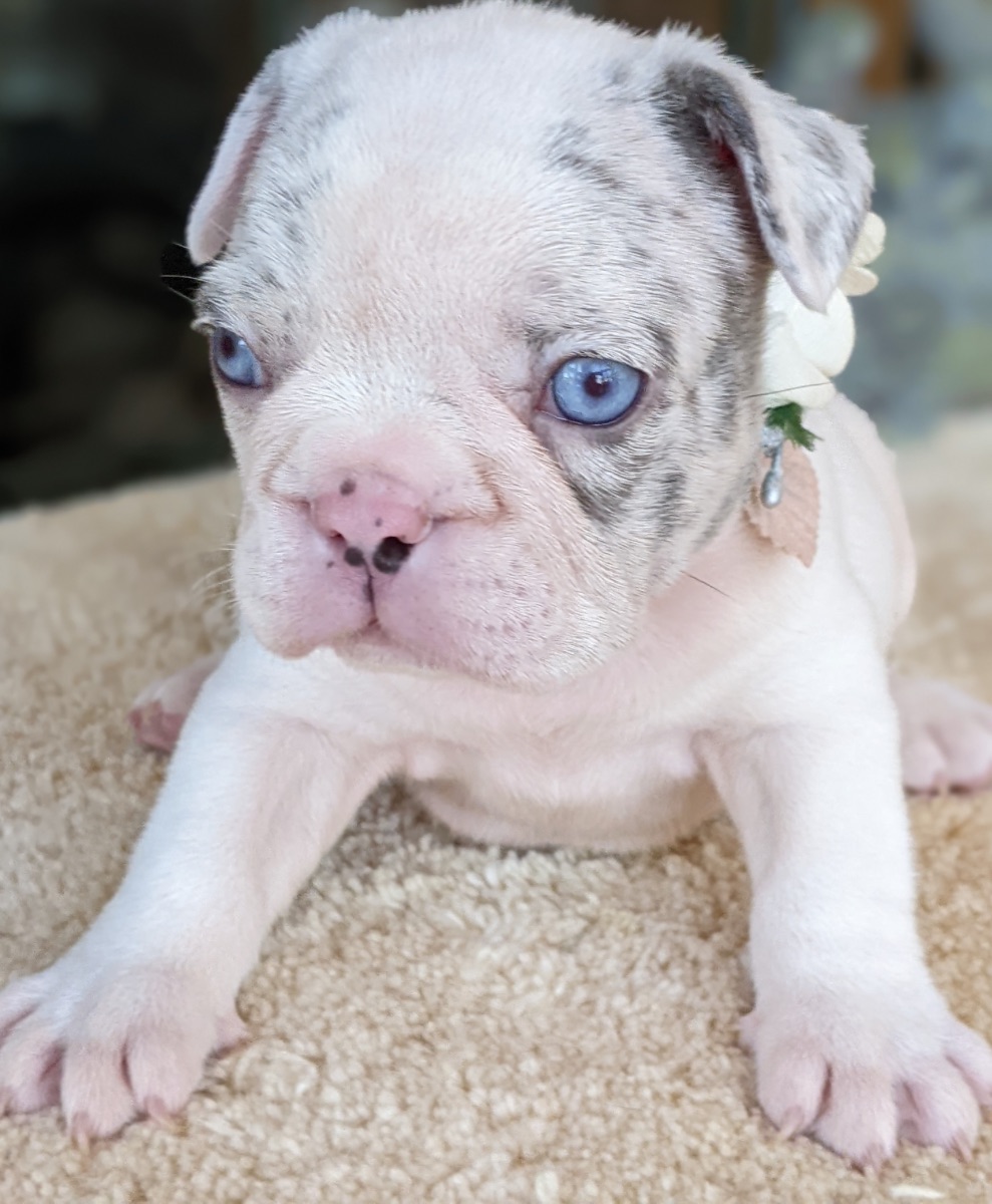 Forget-me-not 2661 white merle pied female French Bulldog - The French ...