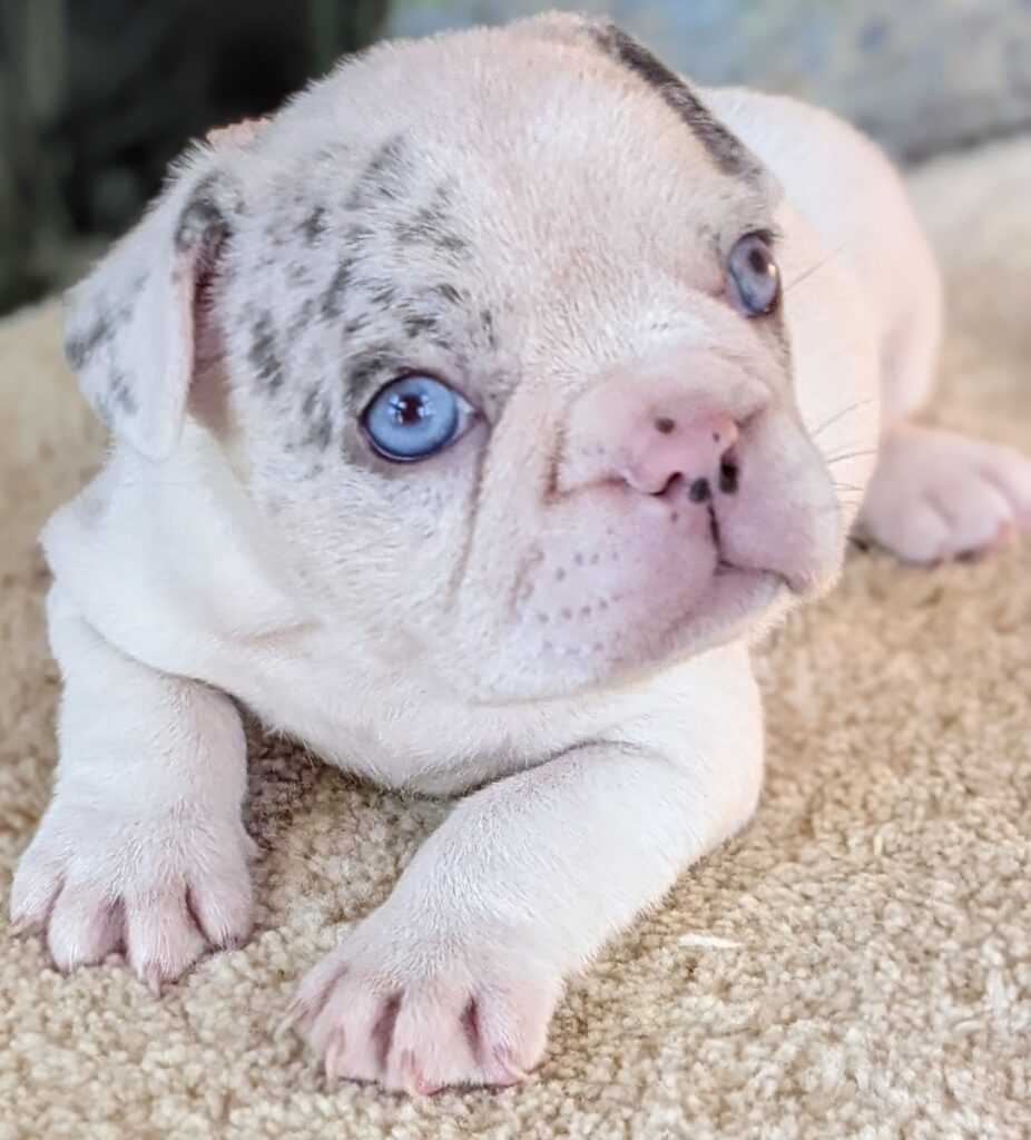 Forget-me-not 2661 white merle pied female French Bulldog - The French ...