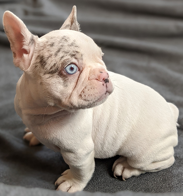 Forget-me-not 2661 white merle pied female French Bulldog - The French ...