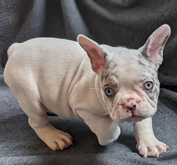Forget-me-not 2661 white merle pied female French Bulldog - The French ...