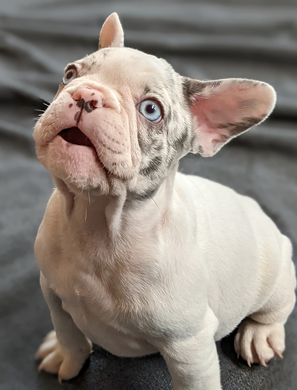 Forget-me-not 2661 white merle pied female French Bulldog - The French ...