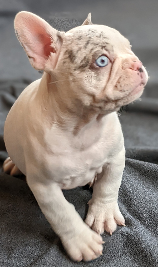 Forget-me-not 2661 white merle pied female French Bulldog - The French ...